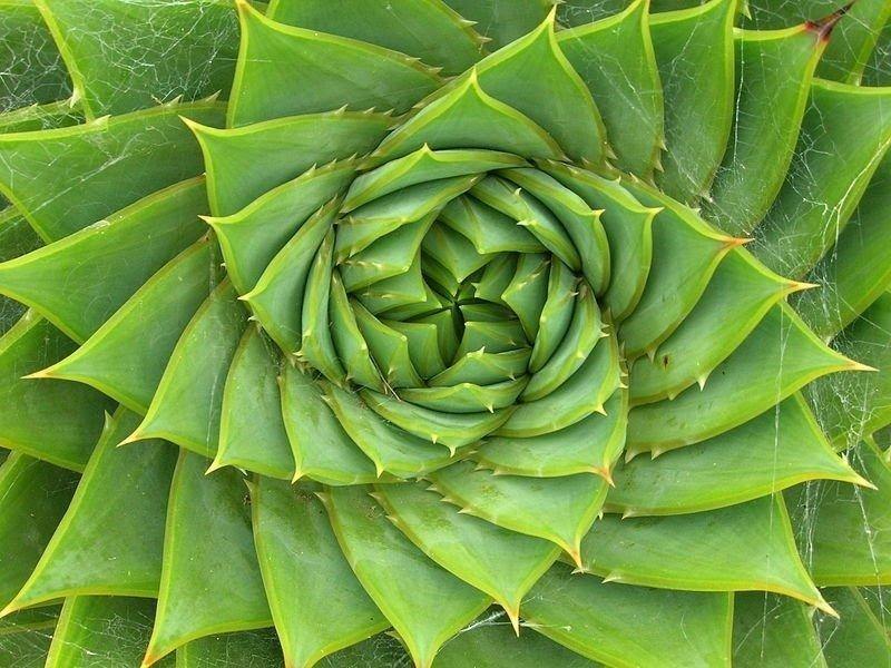 fibonacci 2
